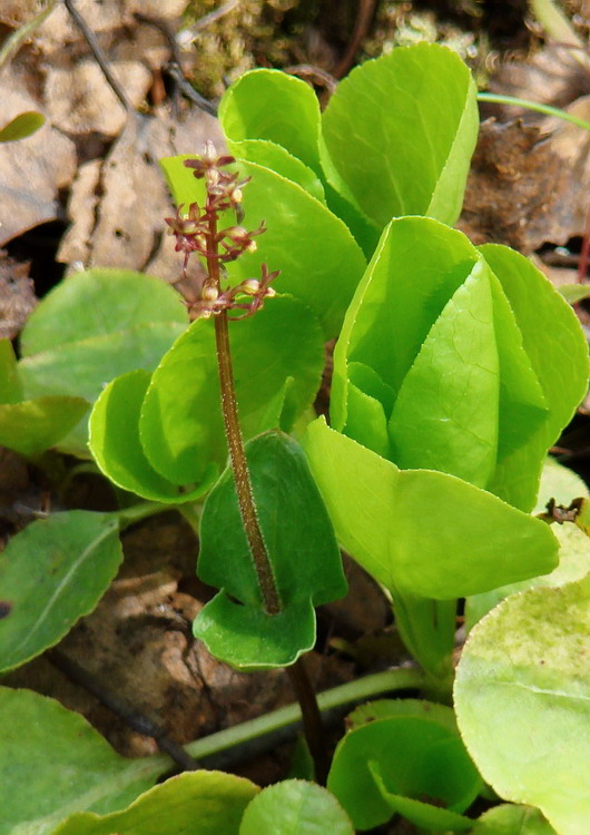 Изображение особи Listera cordata.