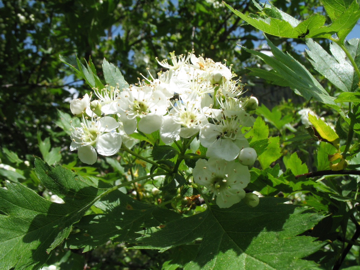 Изображение особи Crataegus almaatensis.