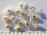 Image of taxon representative. Author is Сергей Банкетов