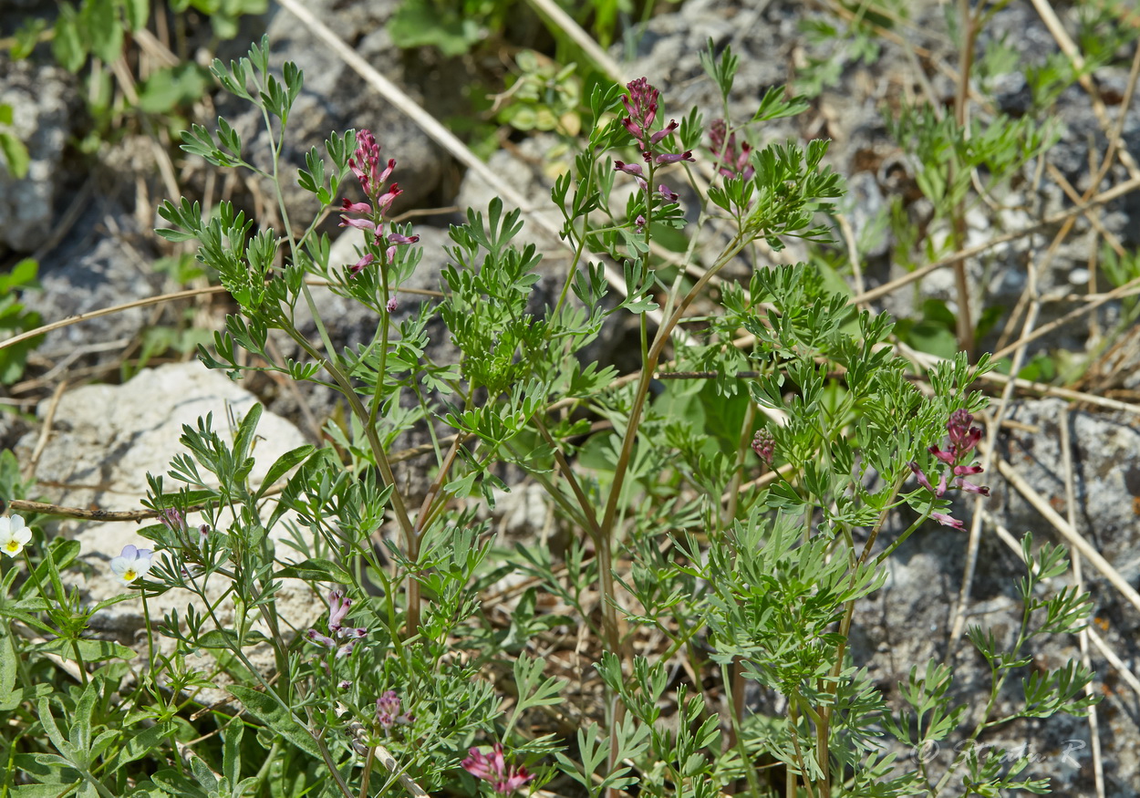 Image of Fumaria schleicheri specimen.