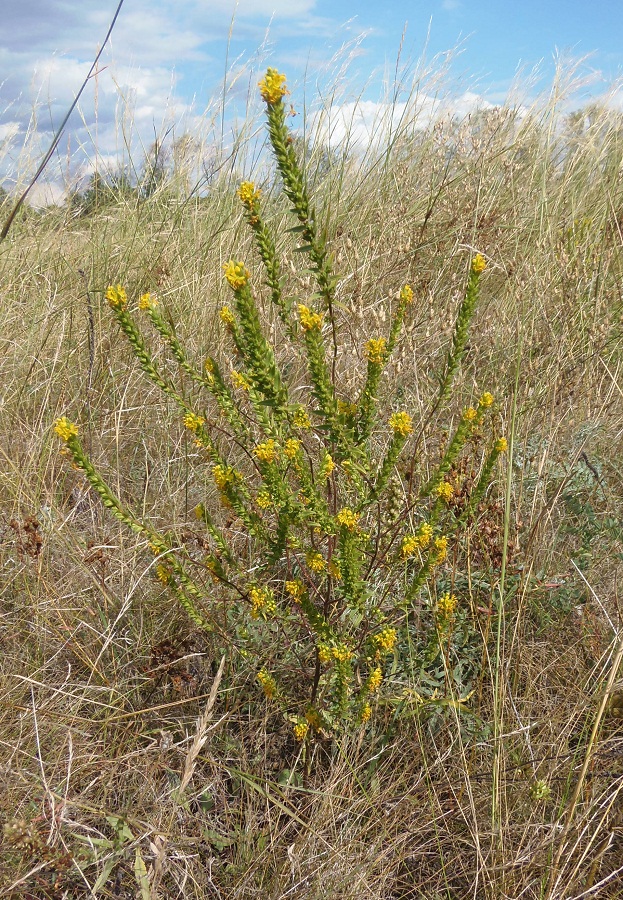 Изображение особи Orthanthella lutea.