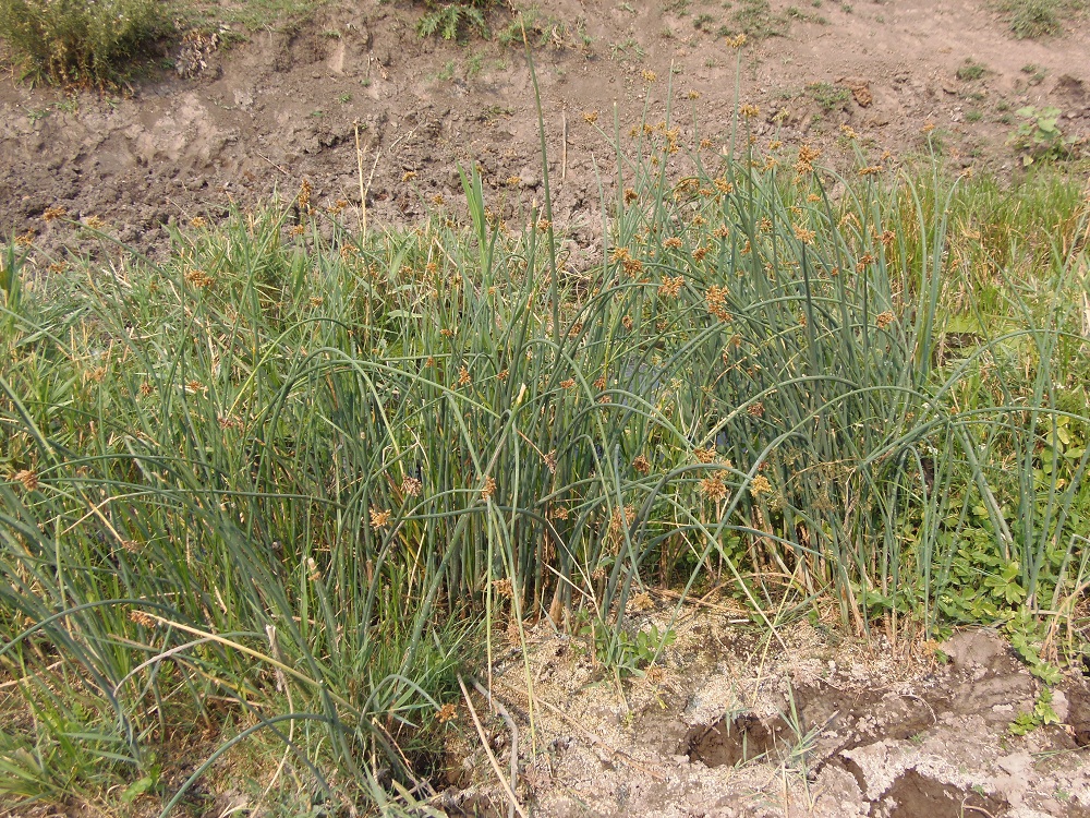 Image of Schoenoplectus tabernaemontani specimen.