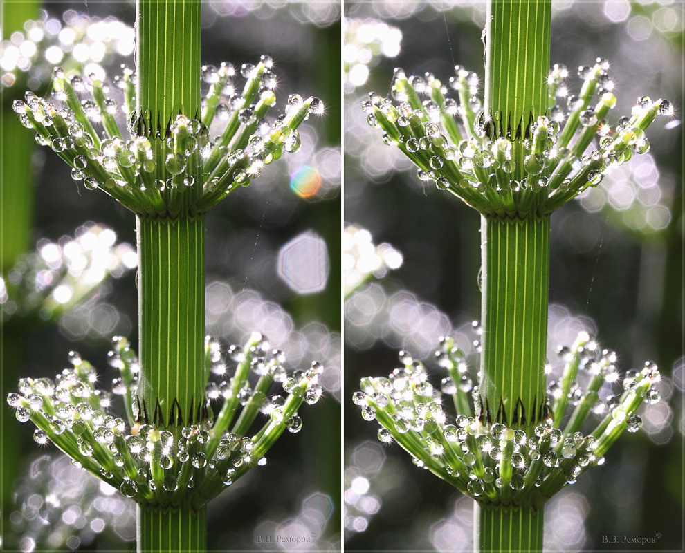 Image of Equisetum fluviatile specimen.