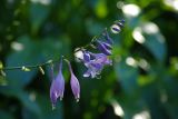 genus Hosta. Соцветие. Украина, Киевская обл., г. Киев. 17.09.2016.