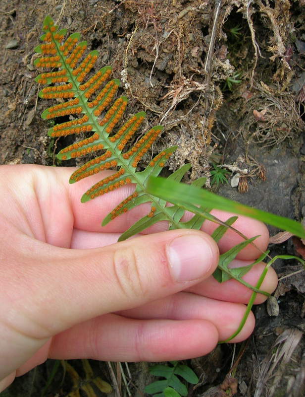 Изображение особи Polypodium sibiricum.