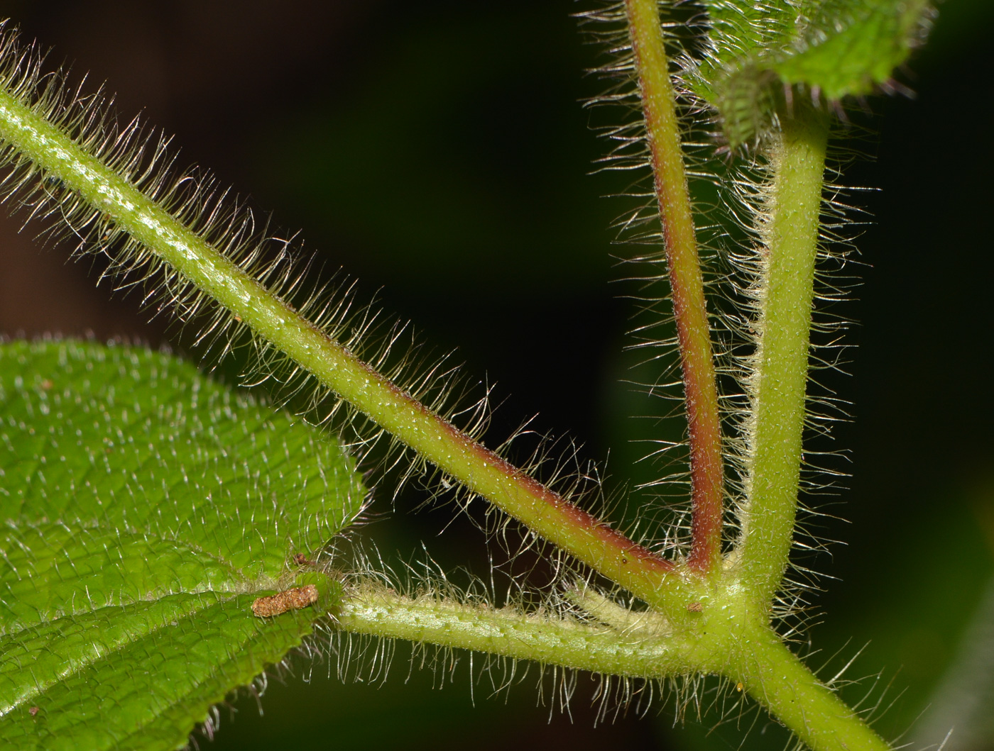 Image of Miconia crenata specimen.