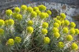 Euphorbia rigida. Верхушки побегов с соцветиями. Черноморское побережье Кавказа, м/о город-курорт Геленджик, окр. хут. Джанхот, обрывистый приморский склон. 9 марта 2017 г.