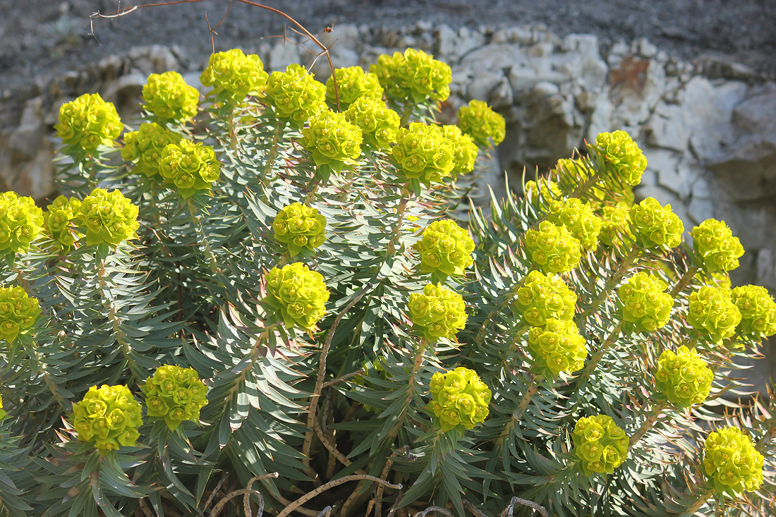 Изображение особи Euphorbia rigida.