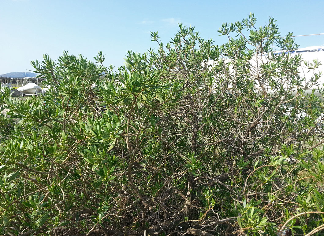 Image of Myoporum acuminatum specimen.