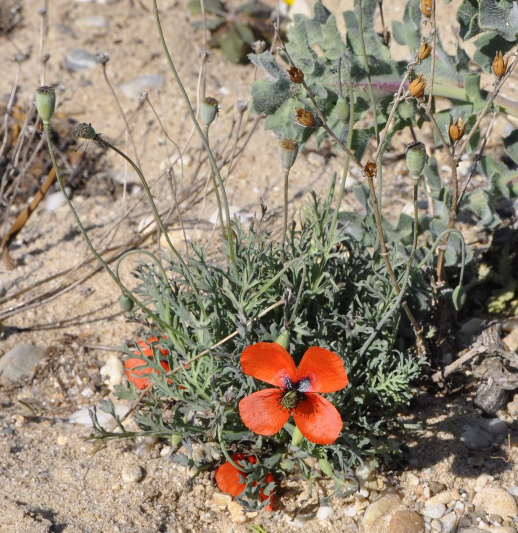 Image of Papaver laevigatum specimen.