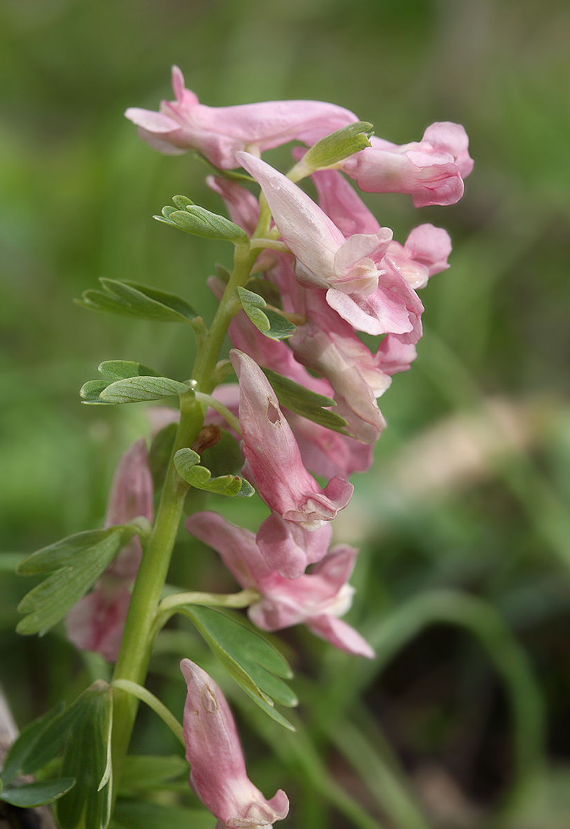 Изображение особи Corydalis solida.