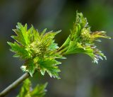 Viburnum opulus