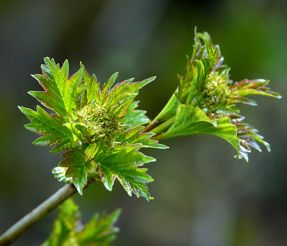 Image of Viburnum opulus specimen.