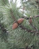 Pinus mugo