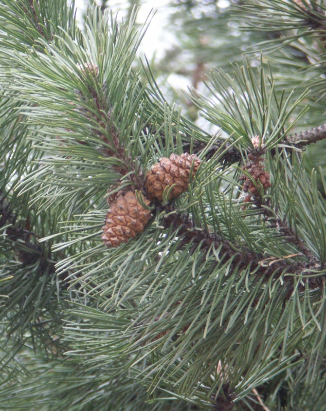 Изображение особи Pinus mugo.