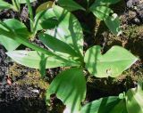 Platanthera &times; hybrida