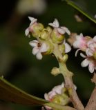 Rhus integrifolia