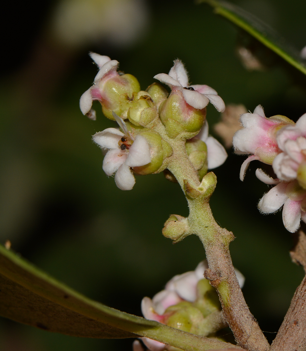 Изображение особи Rhus integrifolia.