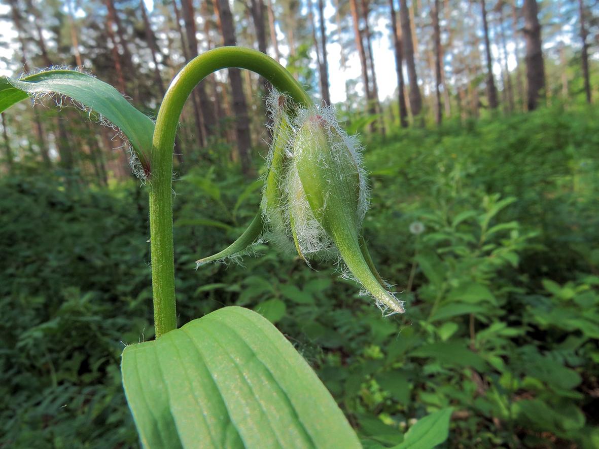 Image of Lilium pilosiusculum specimen.