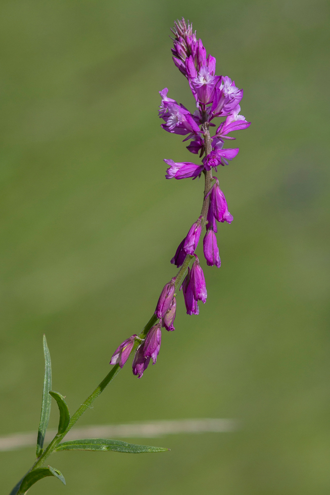 Image of Polygala comosa specimen.