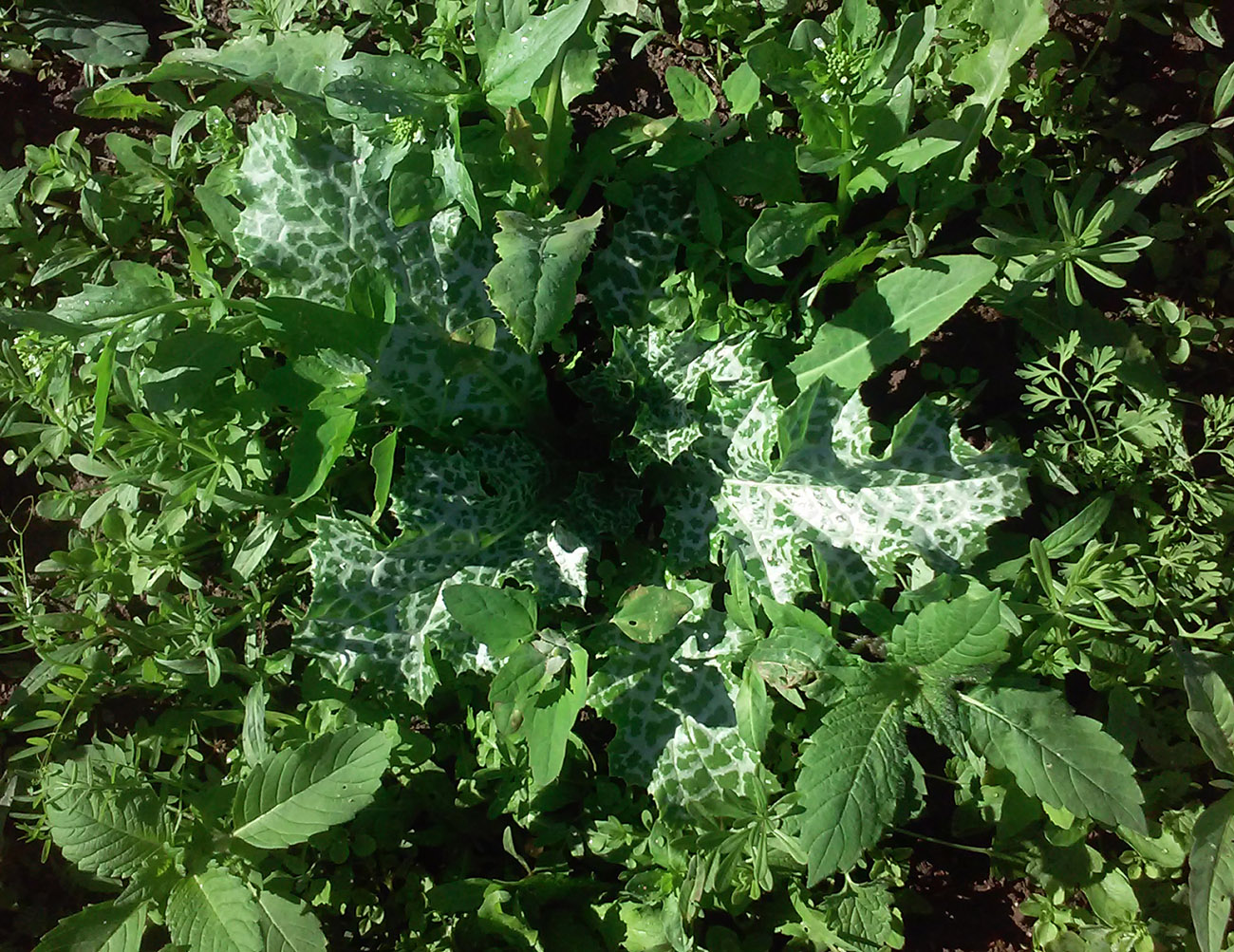 Image of Silybum marianum specimen.