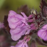 Teucrium chamaedrys