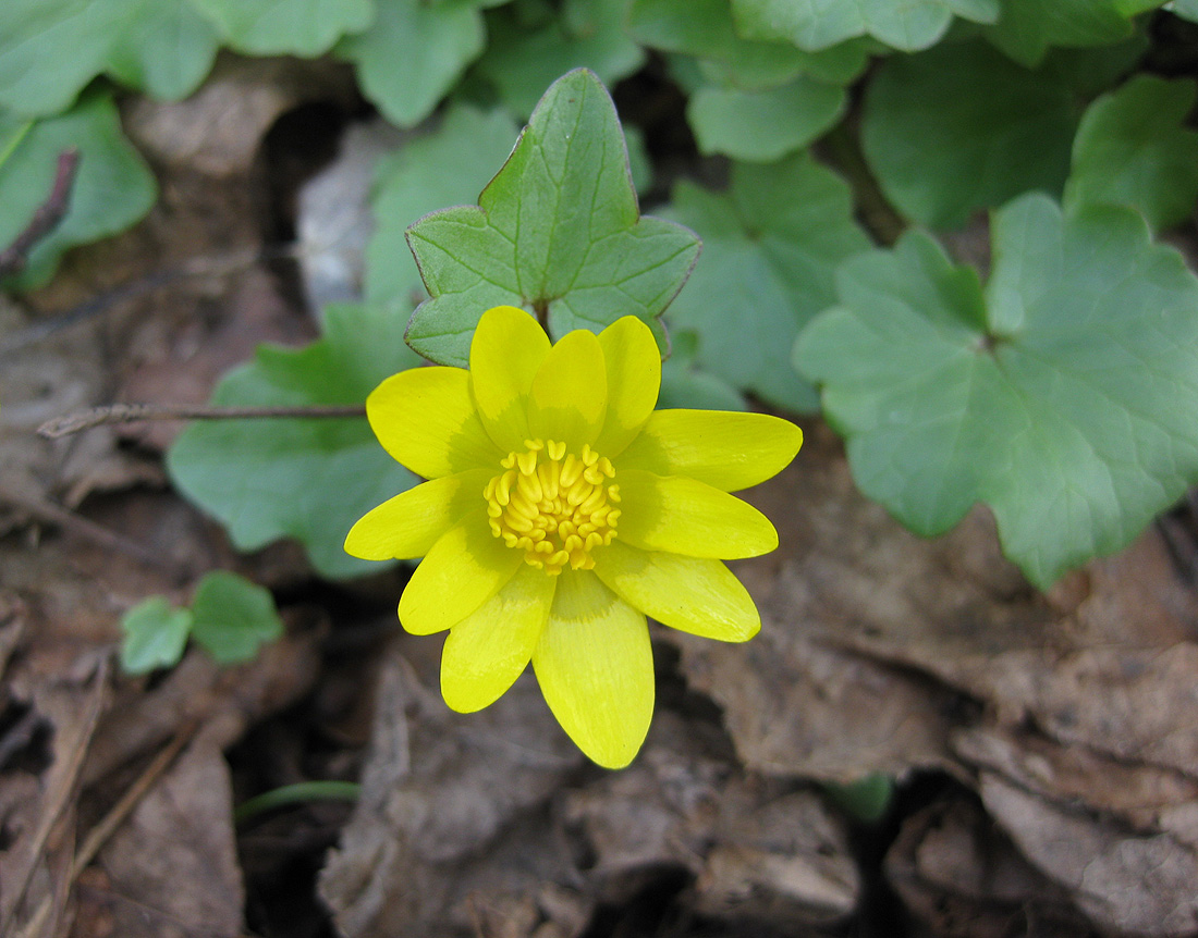 Image of Ficaria verna specimen.