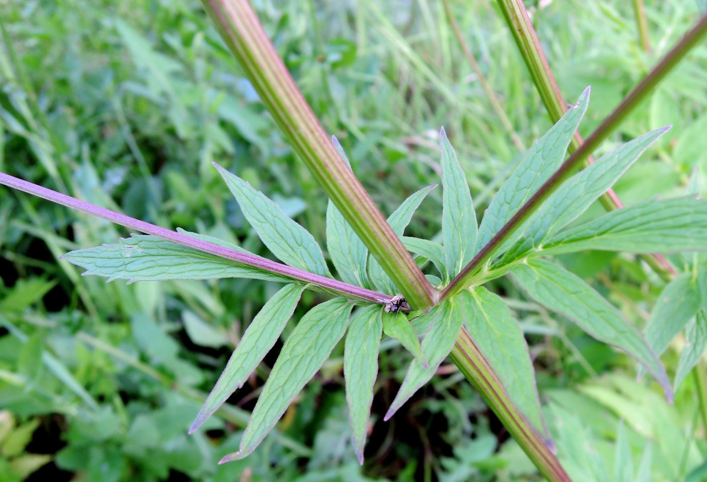 Image of Valeriana officinalis specimen.