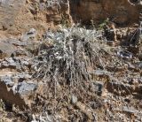 Centaurea incompleta. Отцветшее растение. Греция, Олимп(Όλυμπος), 650 м н.у.м., выступ на вертикальной стене скалы. 12.07.2017.