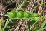 Vicia ervilia. Плод. Крым, Карадагский заповедник, хребет Карагач, южный склон. 19 мая 2017 г.