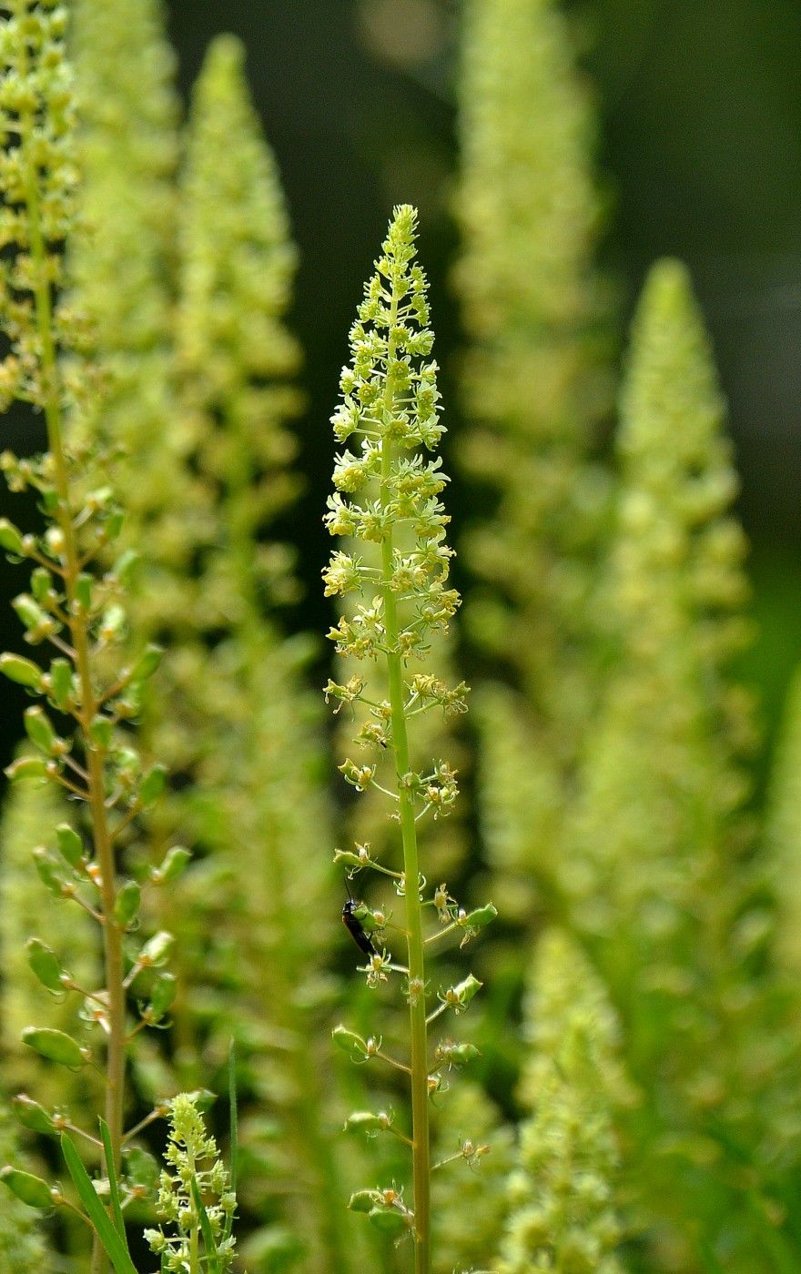 Image of Reseda lutea specimen.