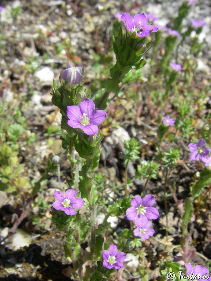 Изображение особи Legousia hybrida.