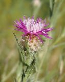 Centaurea jacea. Соплодие. Украина, г. Запорожье, восточная окраина, долина р. Мокрая Московка, левый берег, на склоне. 08.07.2017.