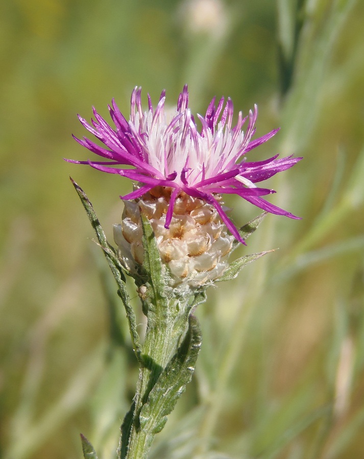 Изображение особи Centaurea jacea.