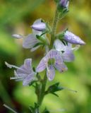 Veronica officinalis. Часть соцветия в росе. Московская обл., Талдомский р-н, зарастающая просека. 11.07.2017.
