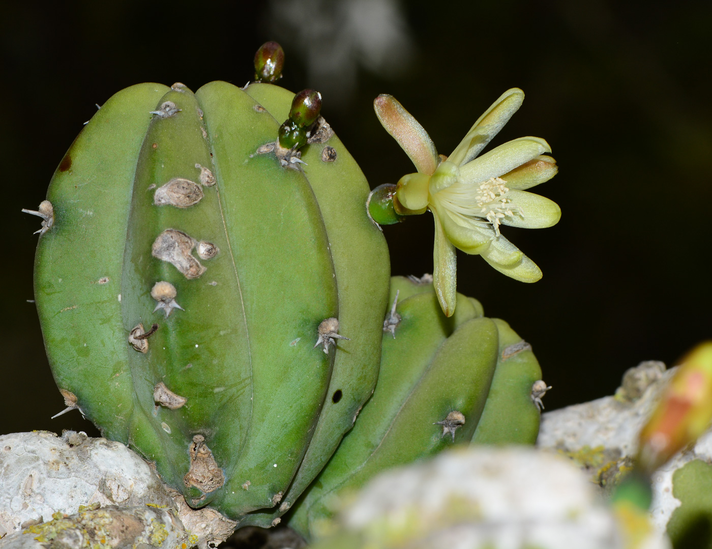 Изображение особи Myrtillocactus geometrizans.