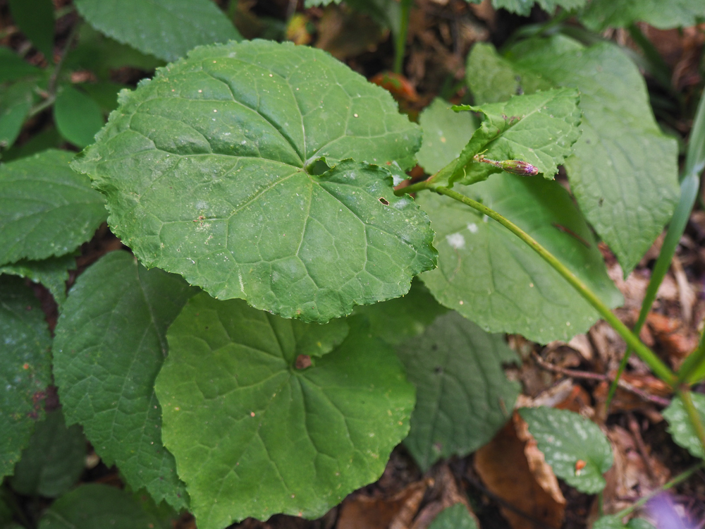 Image of Cicerbita petiolata specimen.