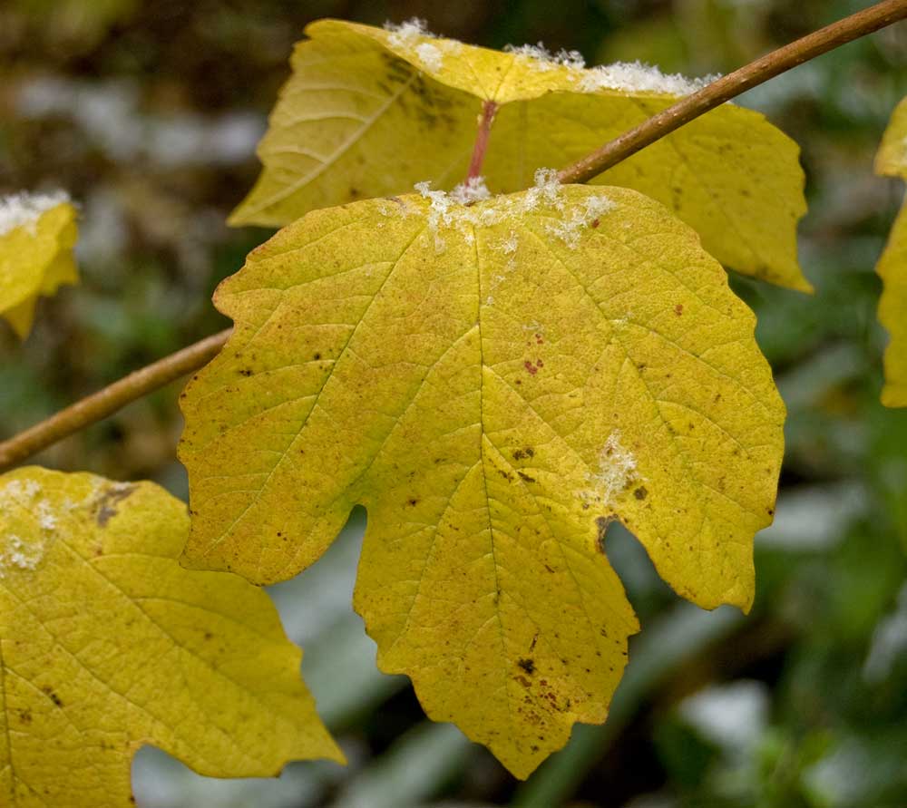 Image of Viburnum opulus f. roseum specimen.