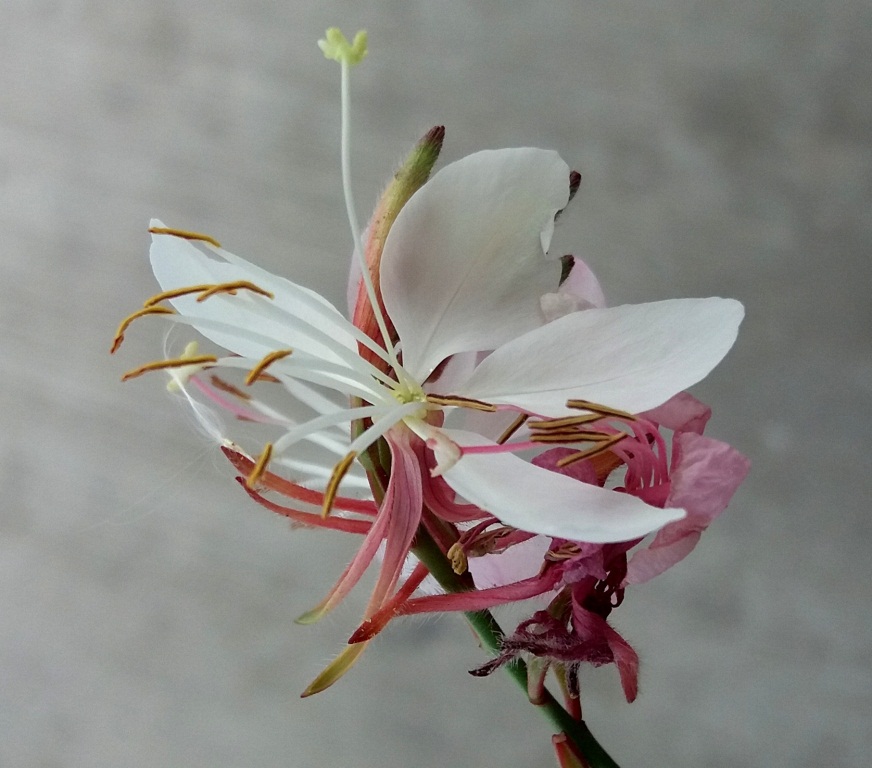 Image of Gaura lindheimeri specimen.