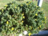 Euryops pectinatus