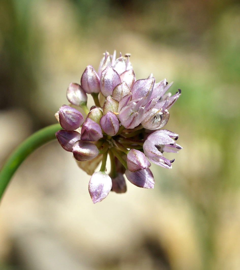 Image of Allium strictum specimen.