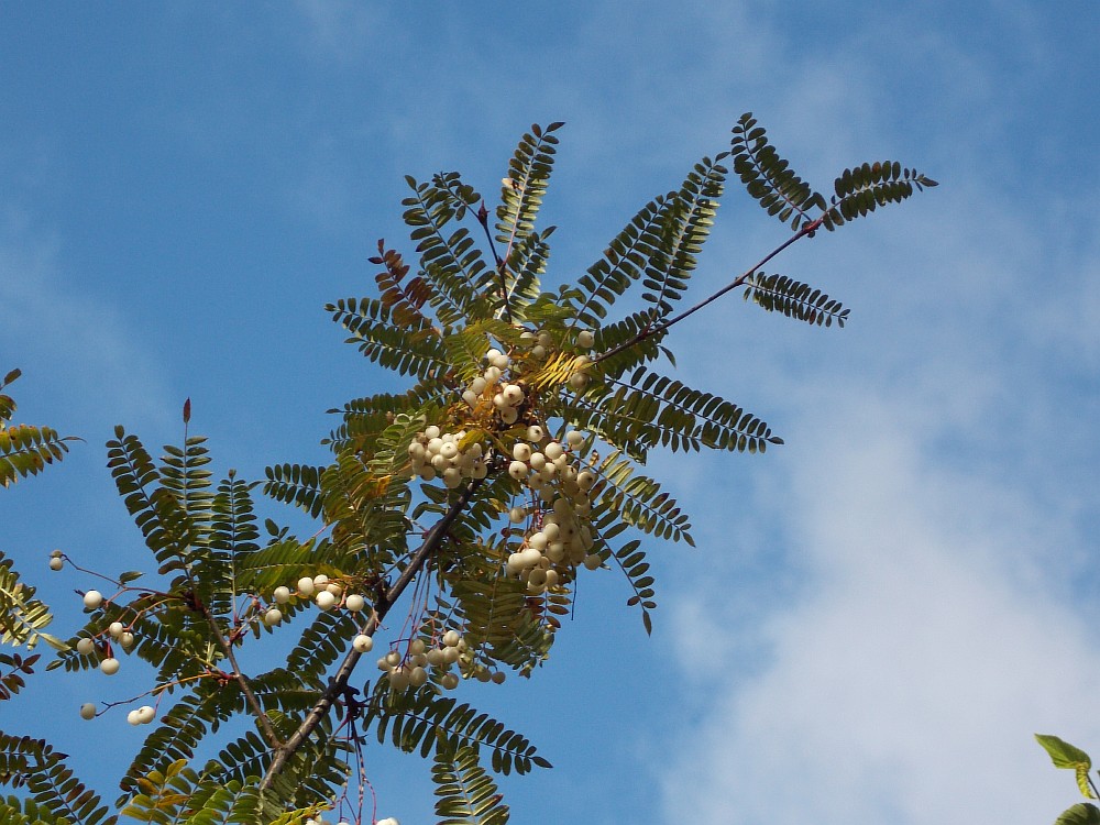 Изображение особи Sorbus eburnea.