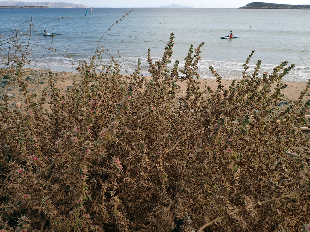 Image of Salsola pontica specimen.