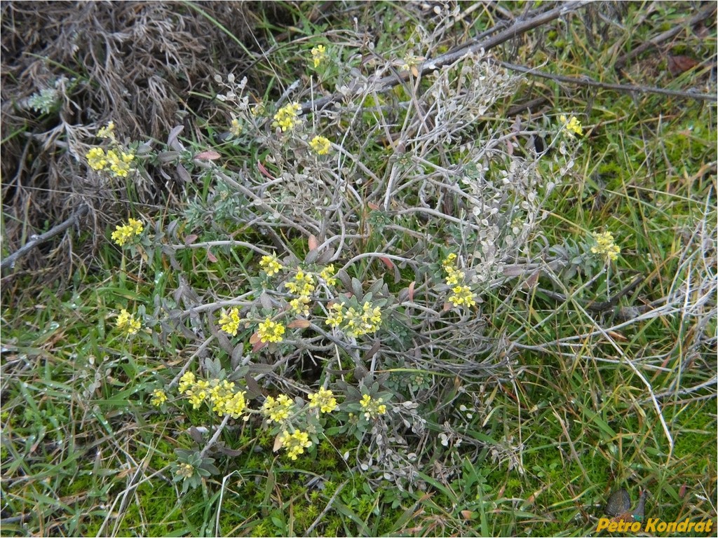 Image of Odontarrhena savranica specimen.