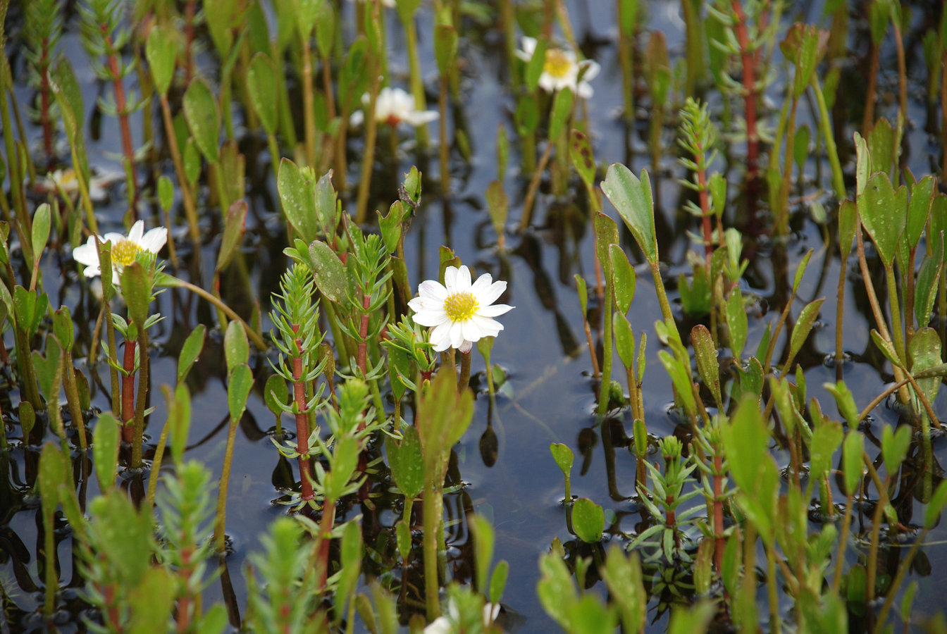 Image of Ranunculus pallasii specimen.