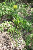 Tragopogon dubius