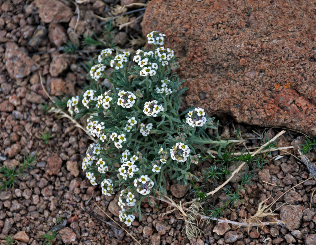 Image of Ptilotrichum tenuifolium specimen.