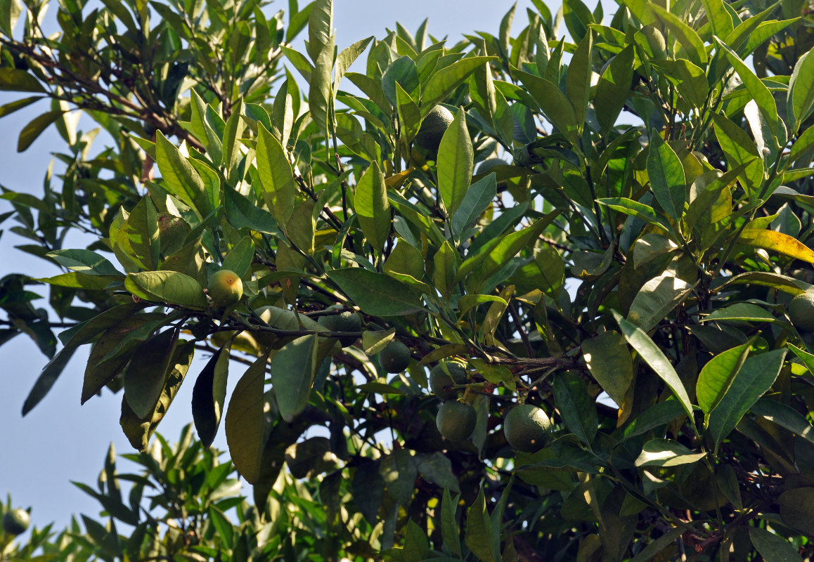 Image of Citrus unshiu specimen.