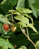 Rubus idaeus