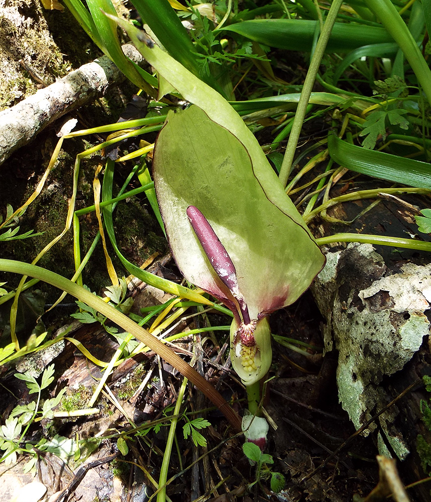 Изображение особи Arum maculatum.